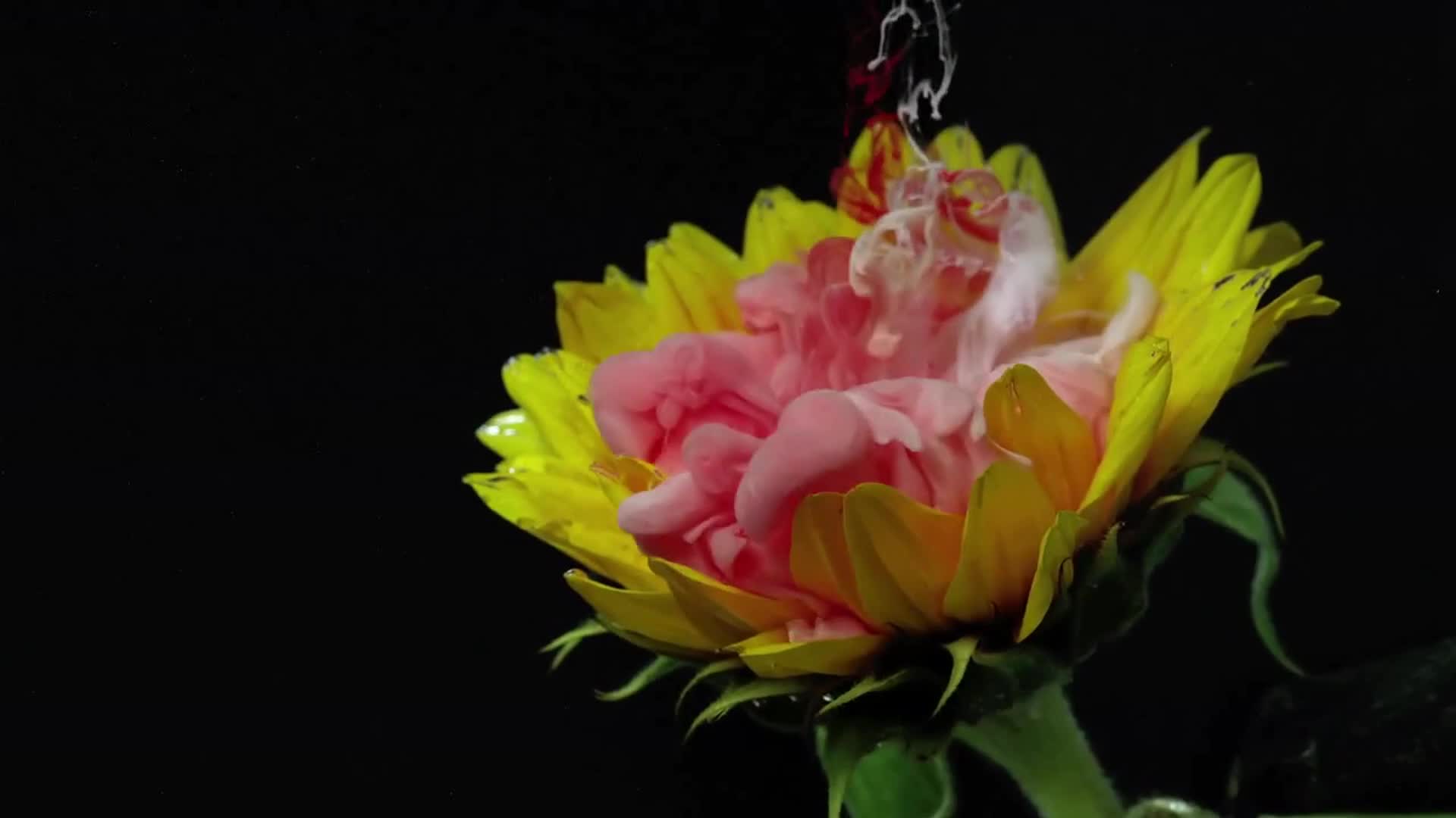 Flowers in multicolored smoke Live Wallpaper