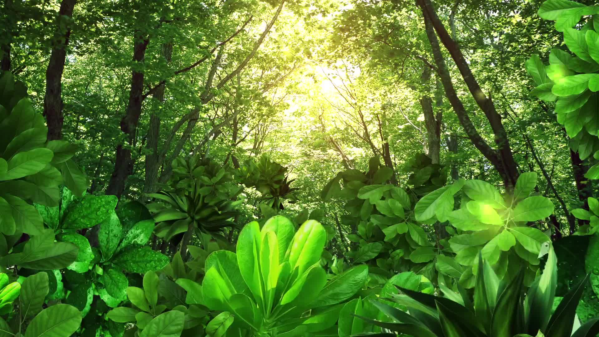 Green thicket Live Wallpaper