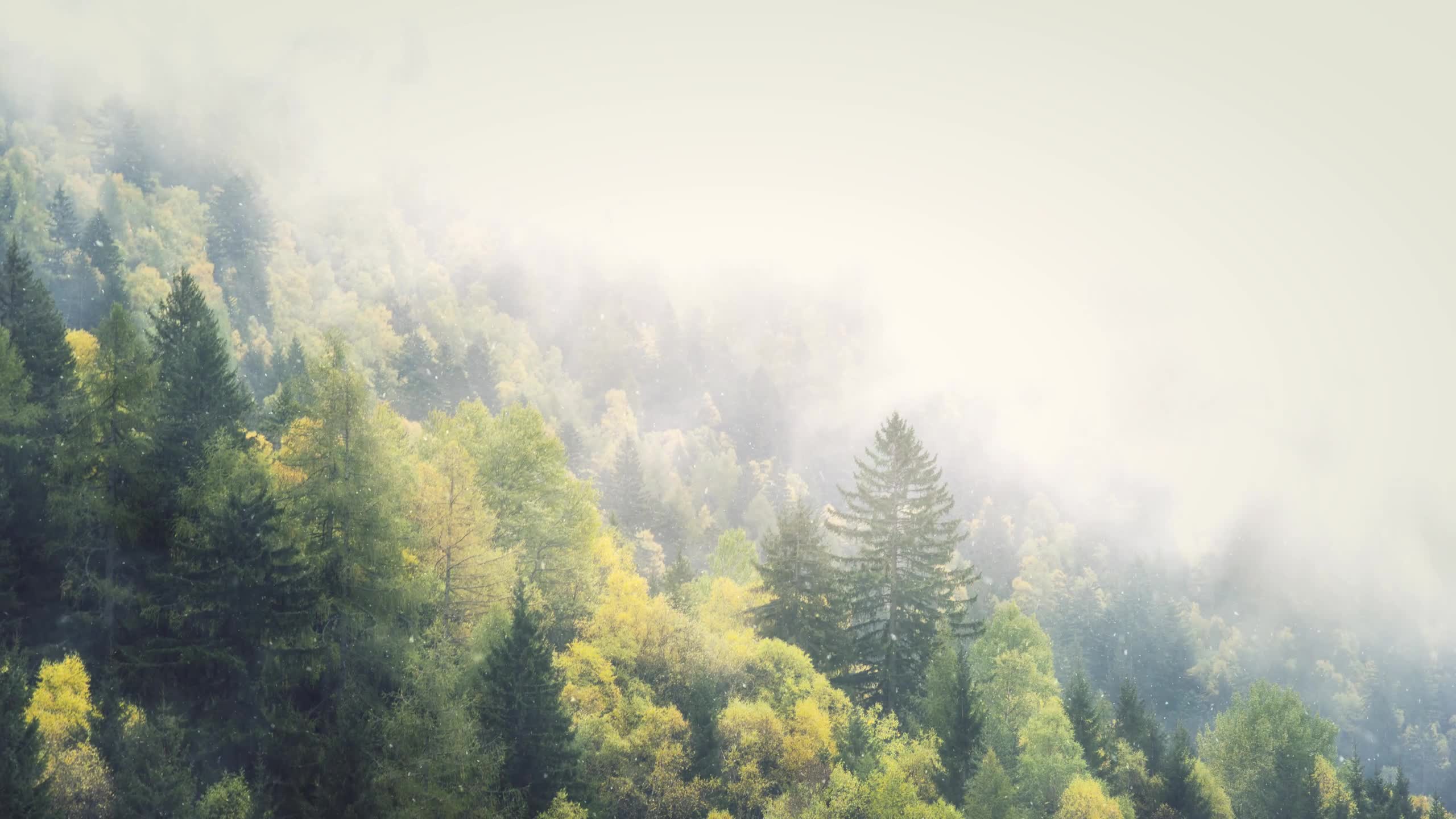 Misty winter forest Live Wallpaper