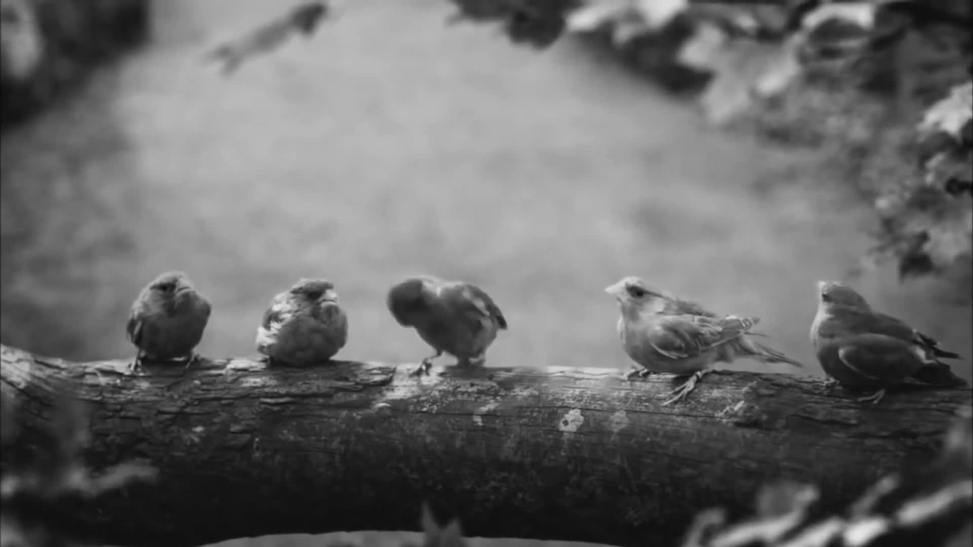 Beatbox of birds Live Wallpaper