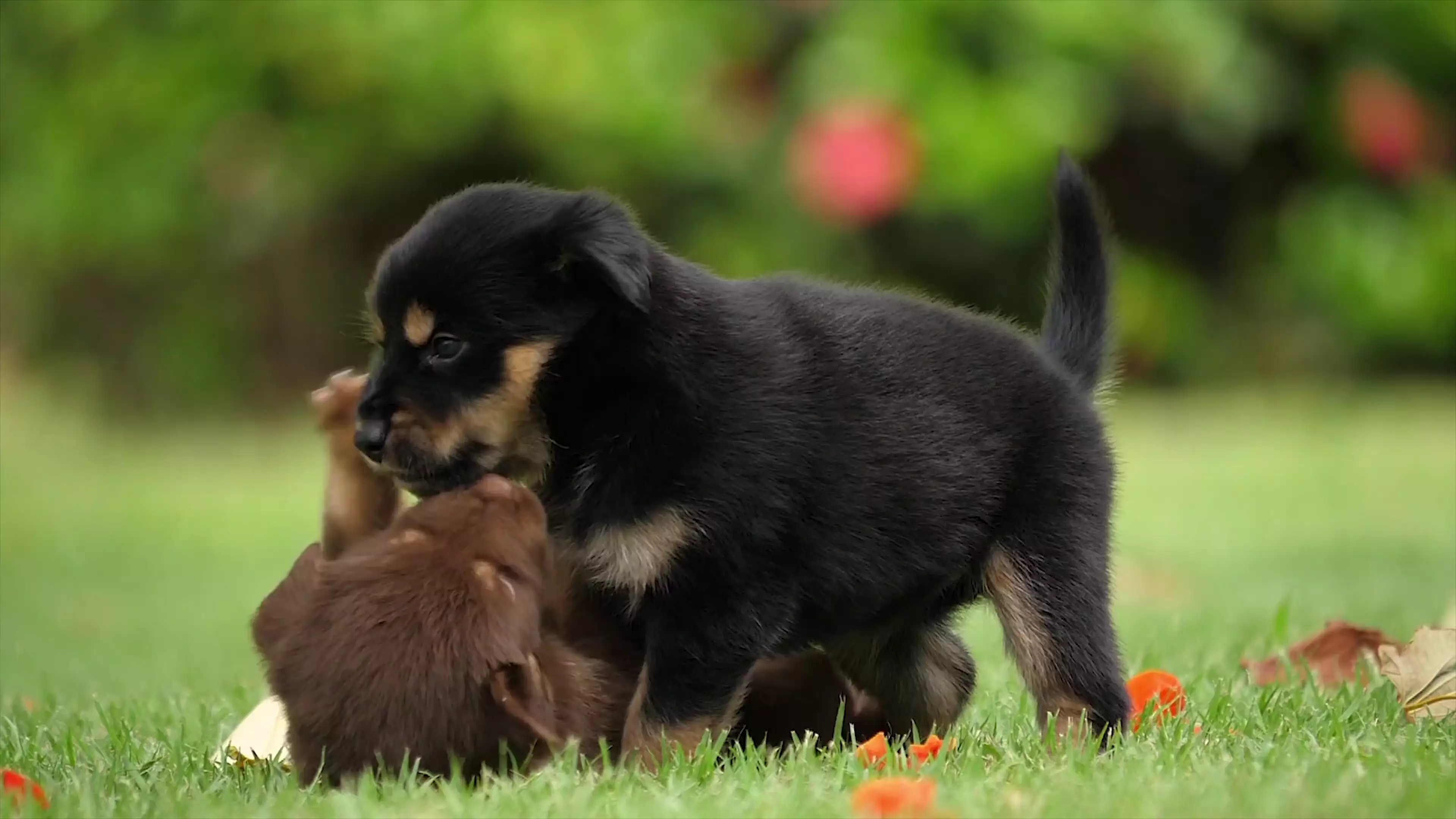dog, animals Live Wallpaper
