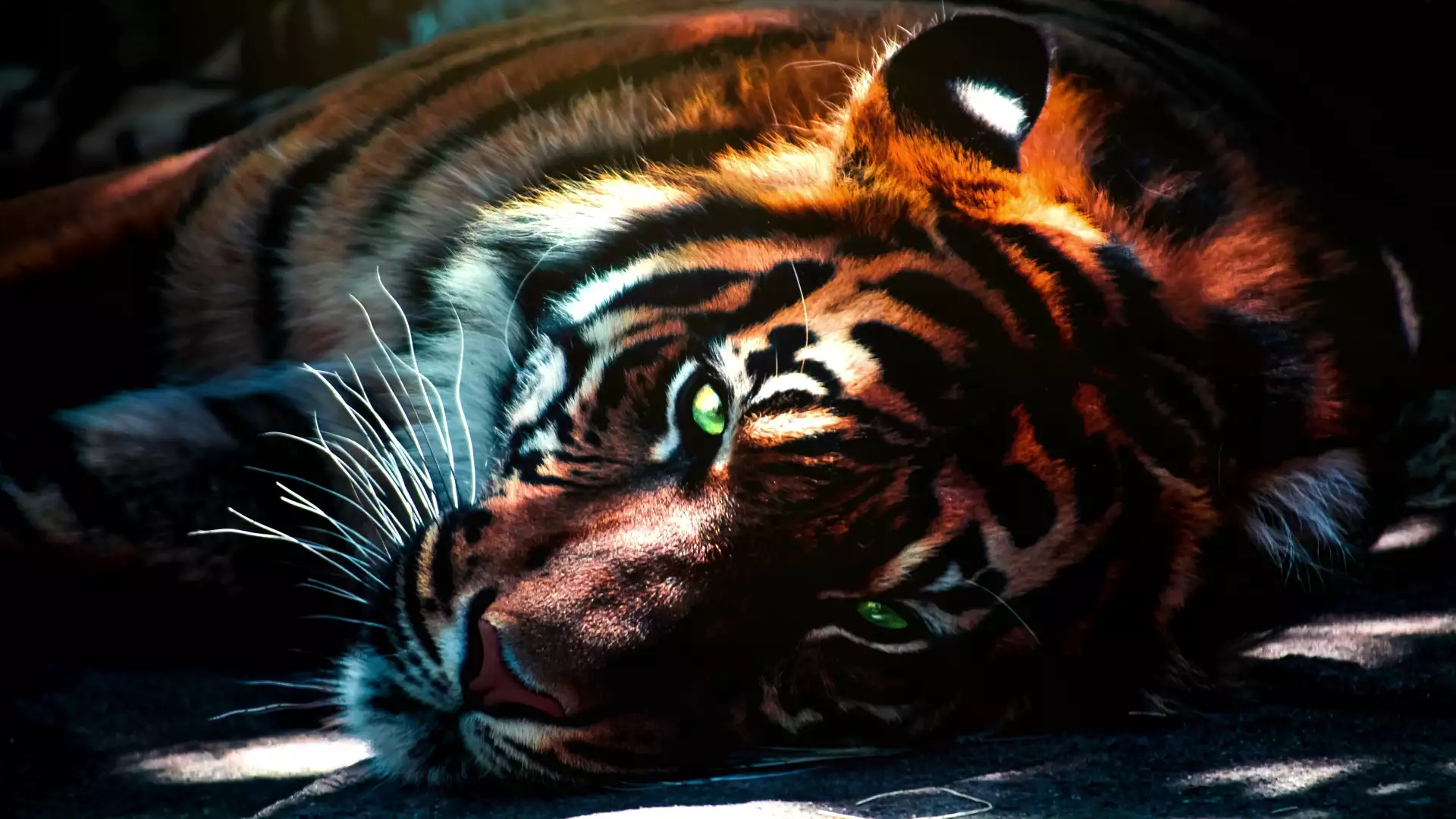 tiger, animals, breath, rest Live Wallpaper