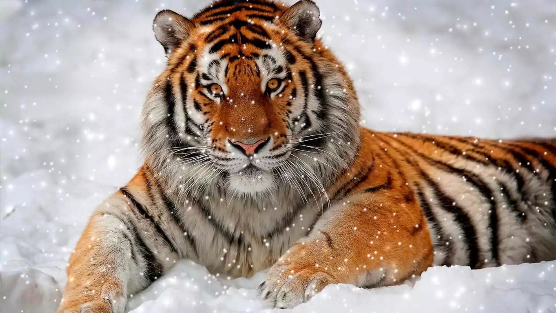 tiger, snow, animals, predator, winter Live Wallpaper