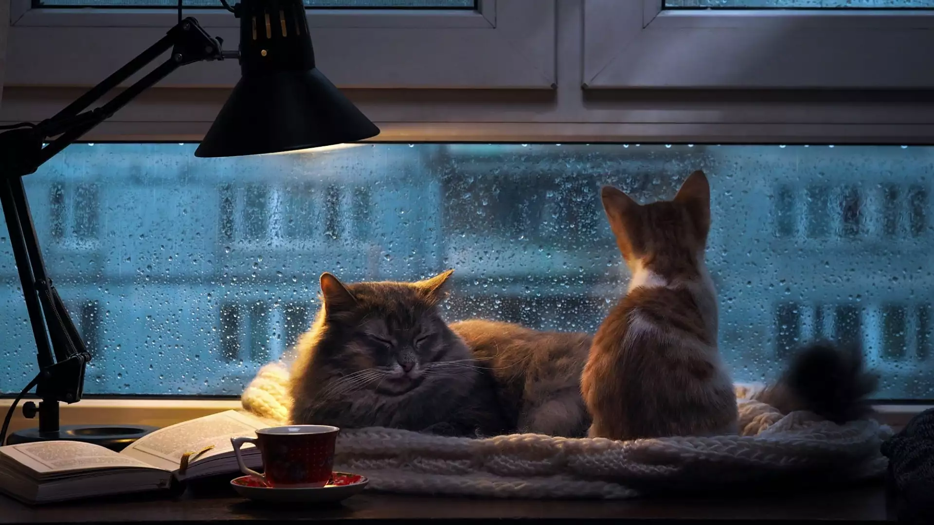 lamp, book, cat, rest, cat, animals Live Wallpaper