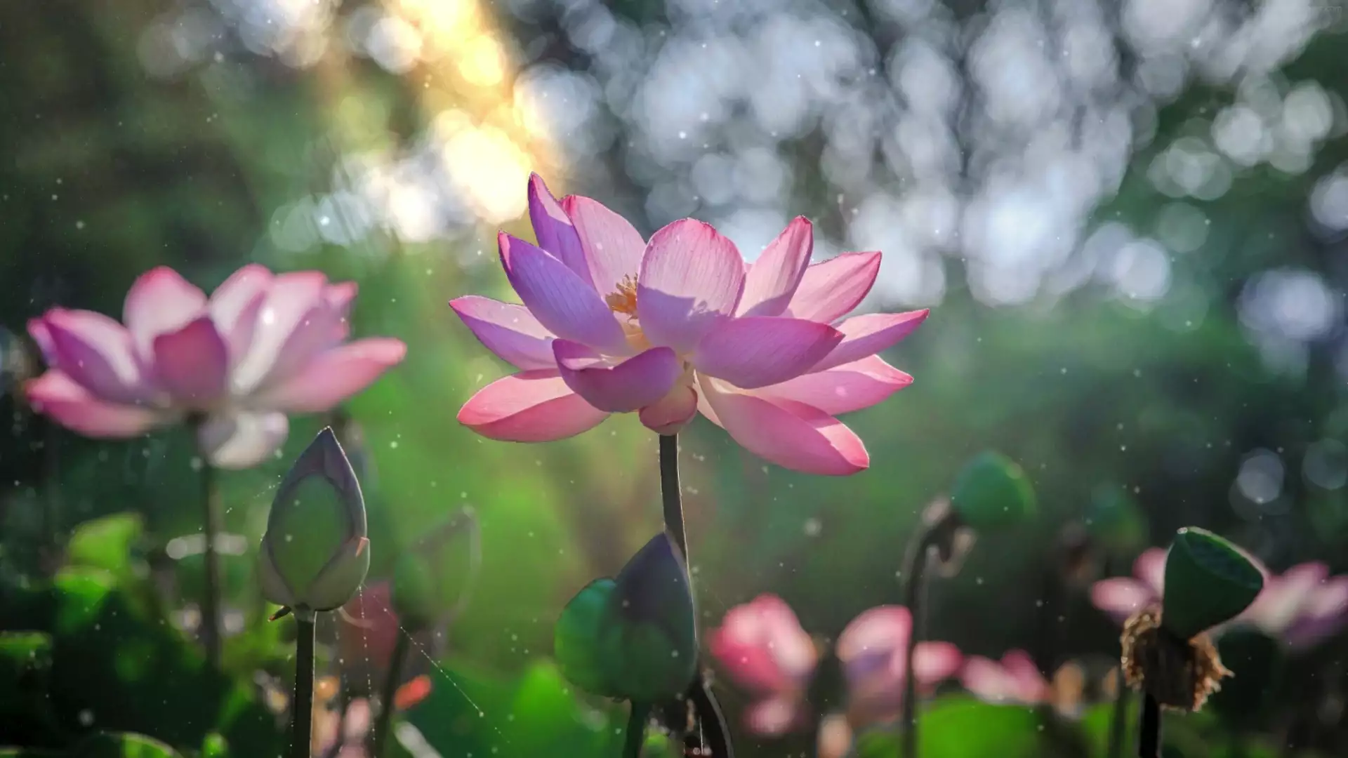 lotos, landscapes - nature, flower, flowers Live Wallpaper