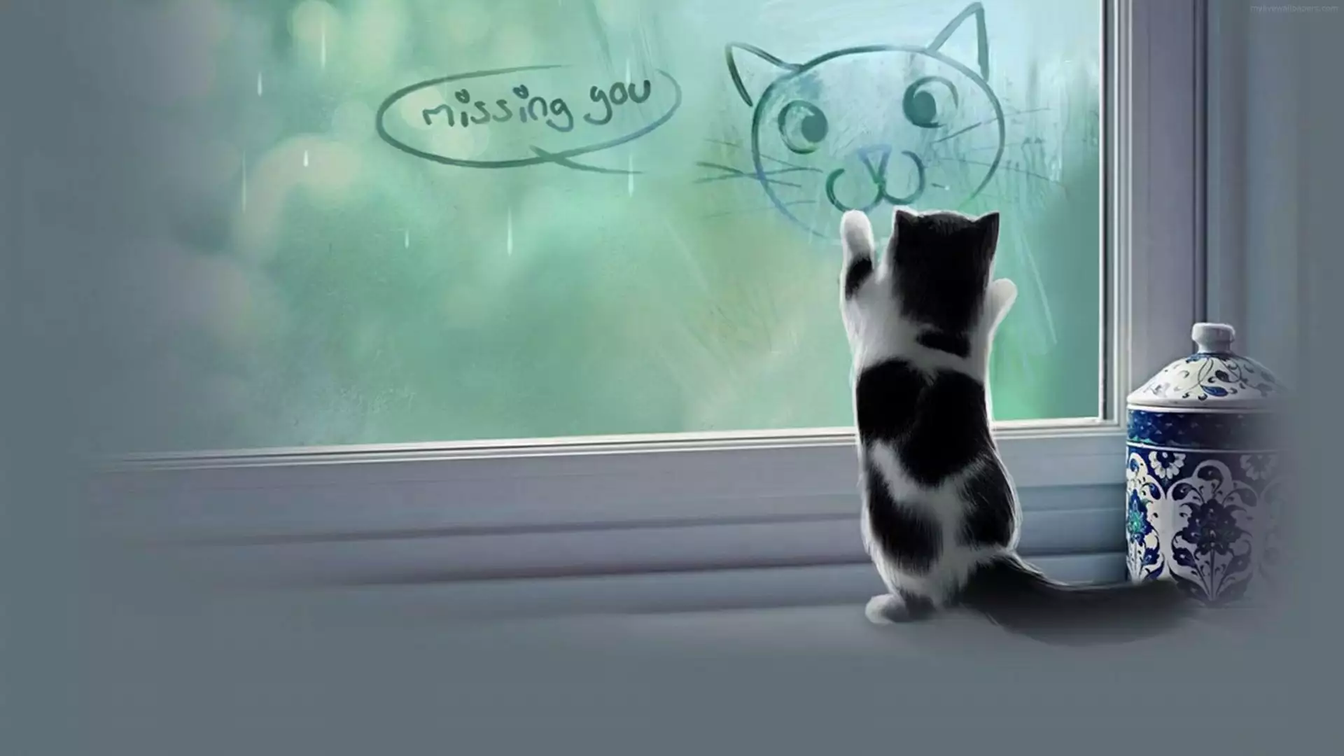 cat, animals, the bored cat Live Wallpaper