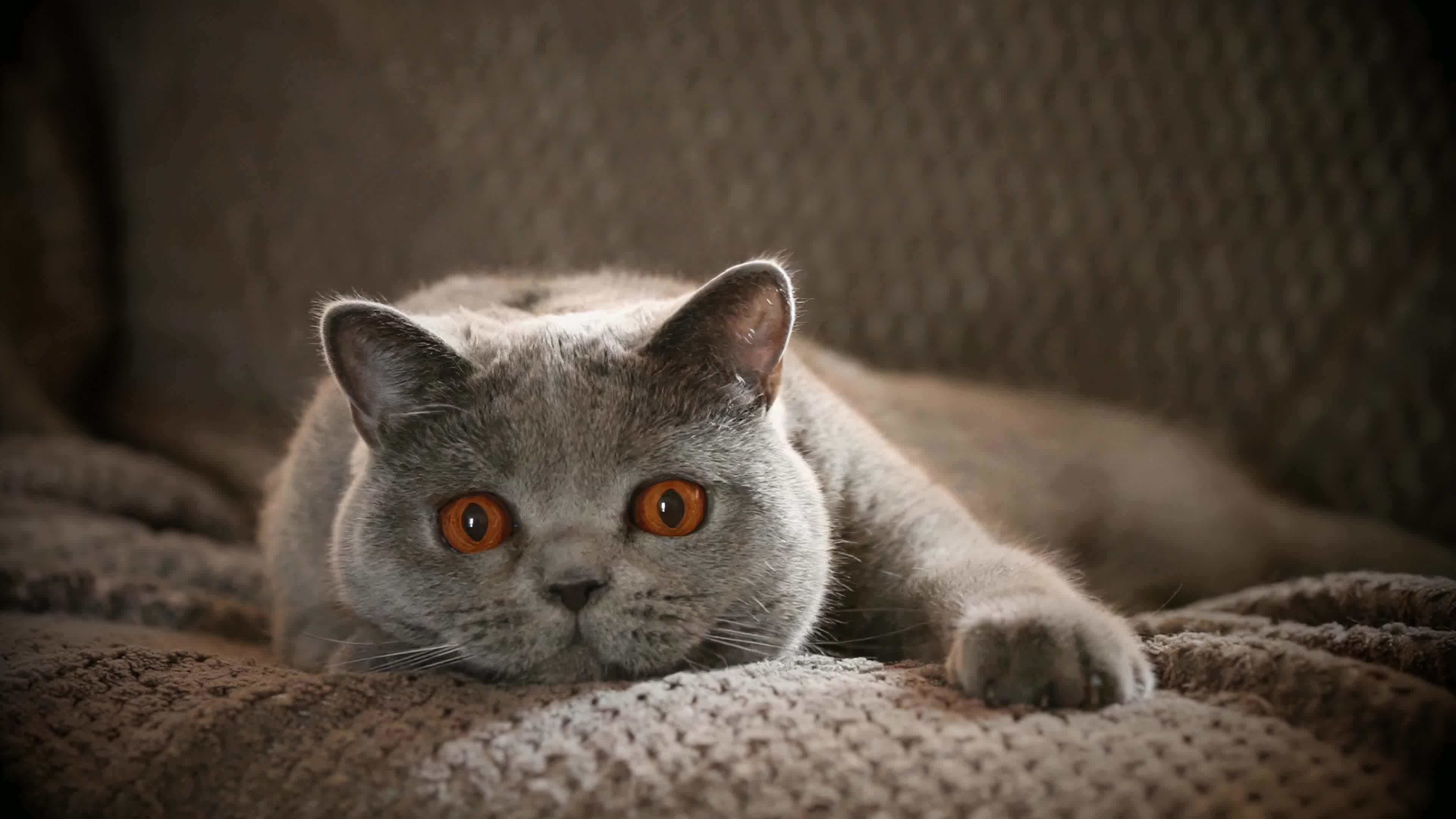 British Shorthair Cat Live Wallpaper