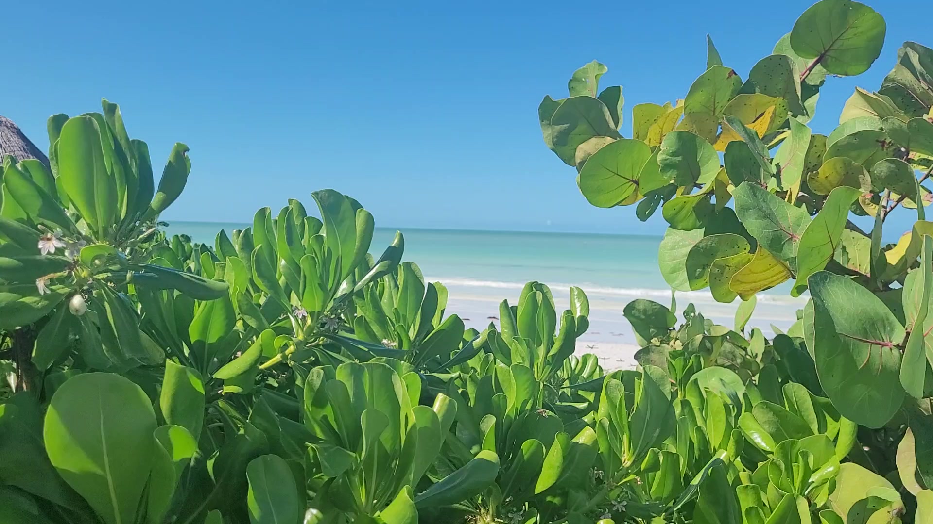 Playa Del Carmen Beach Live Wallpaper