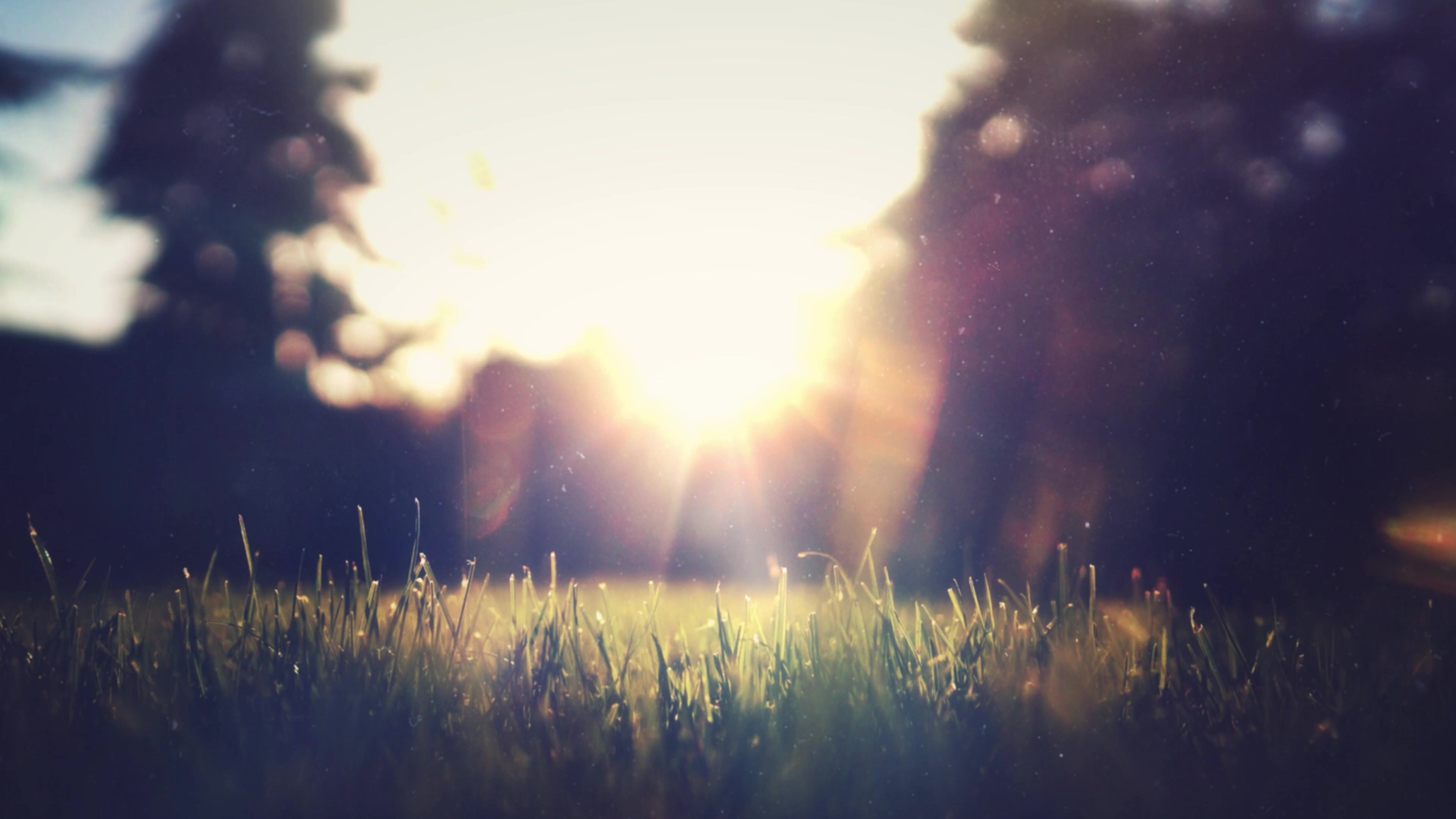Backyard Live Wallpaper