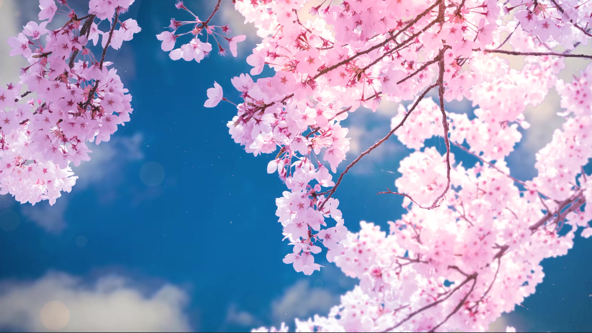 Sakura Live Wallpaper