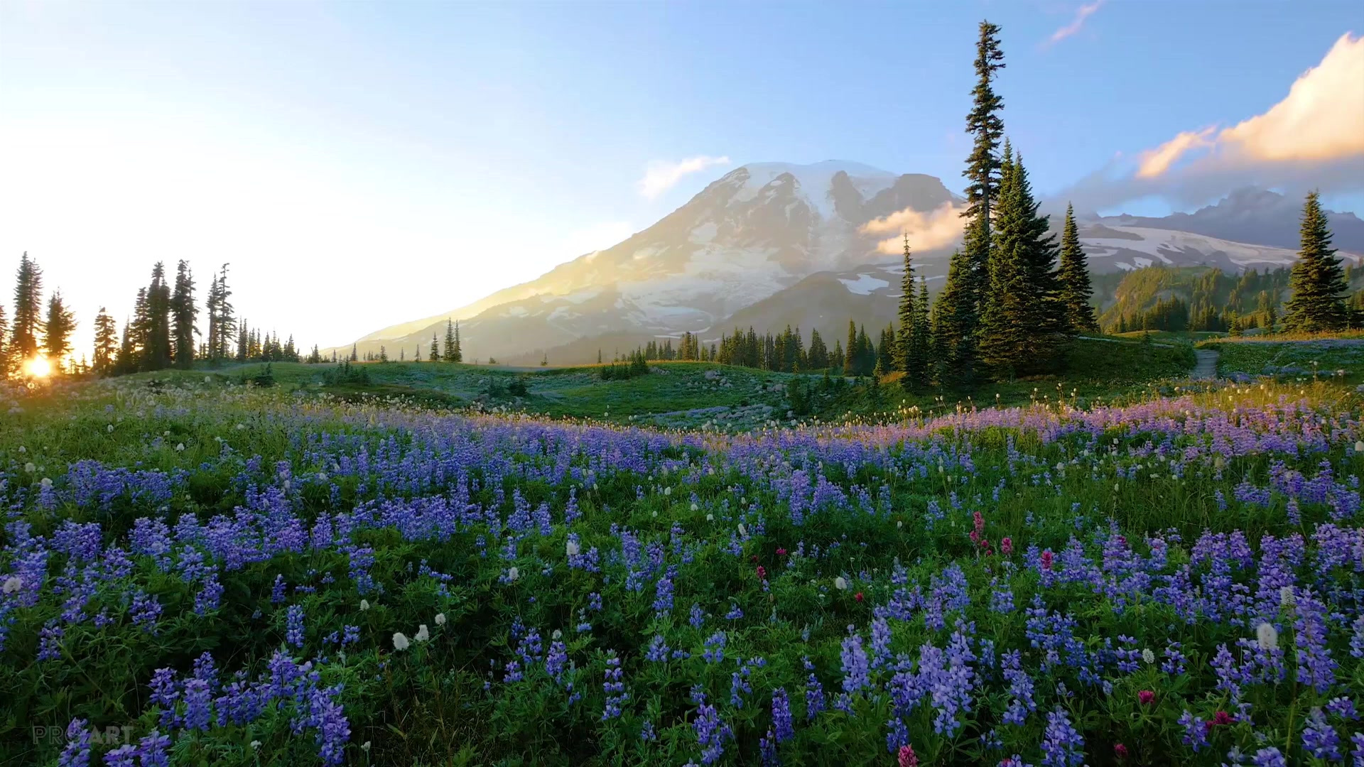 Purple Meadow Live Wallpaper