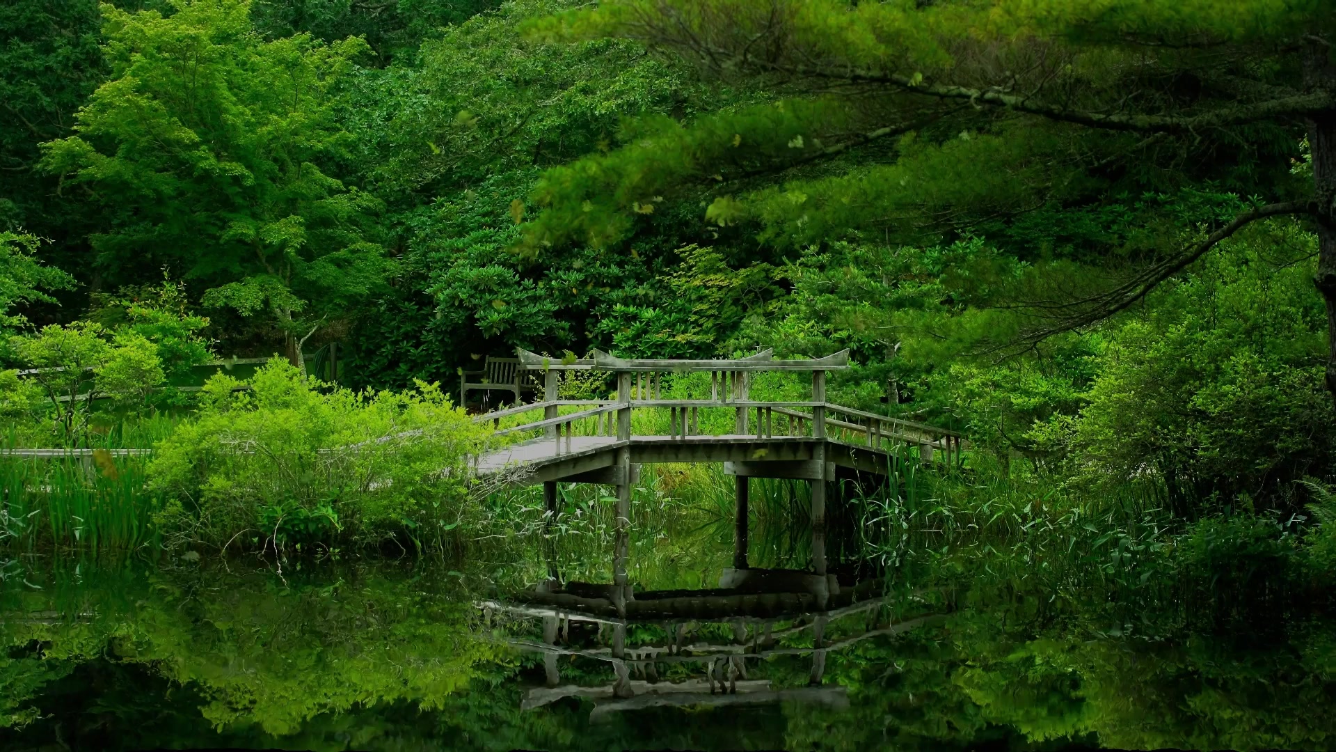 Bridge On Lake Live Wallpaper