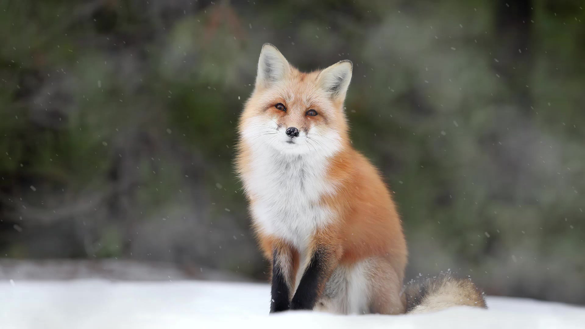 Winter Fox Live Wallpaper