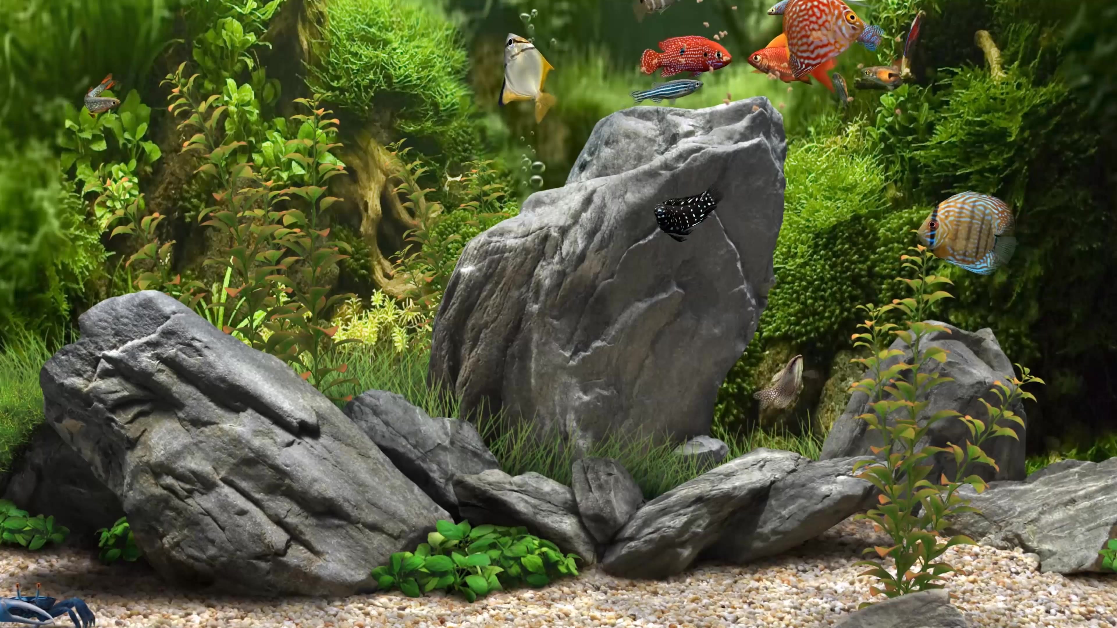 Aquarium 3D Fishes 4K Live Wallpaper