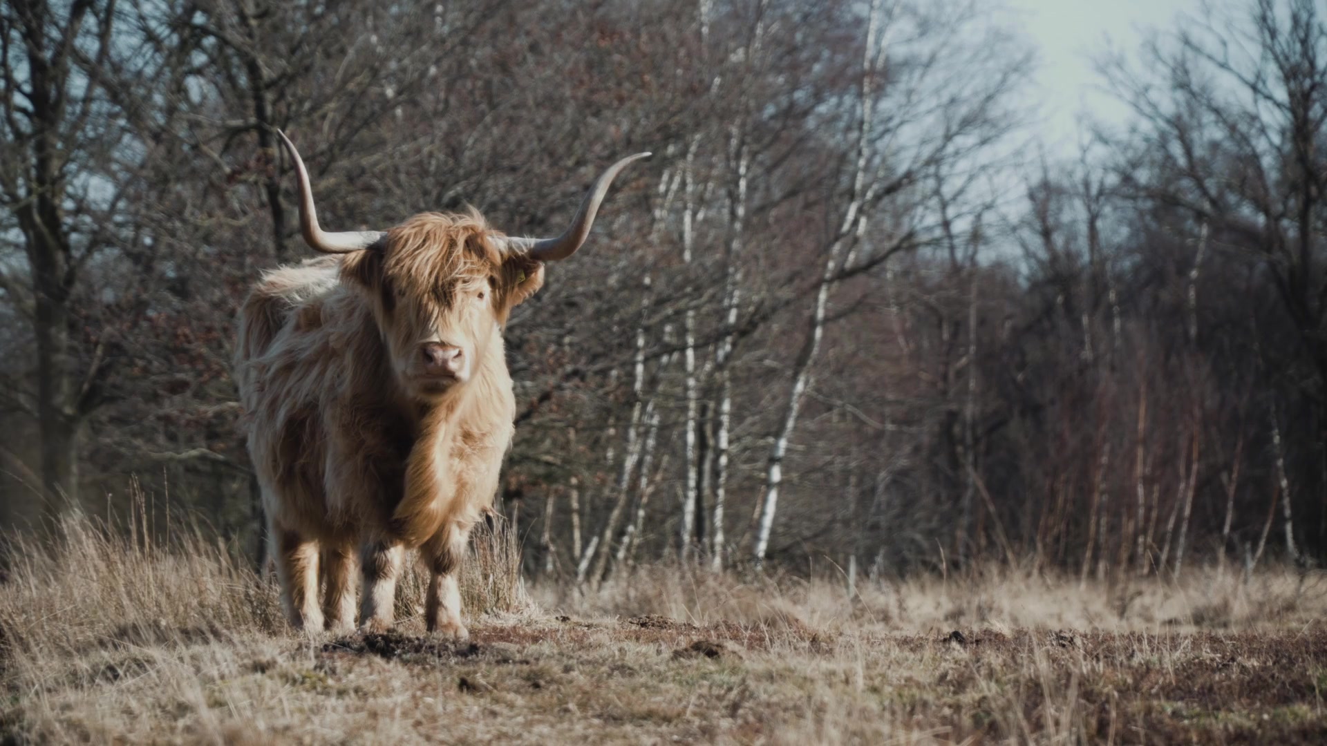 Highland Cows Live Wallpaper