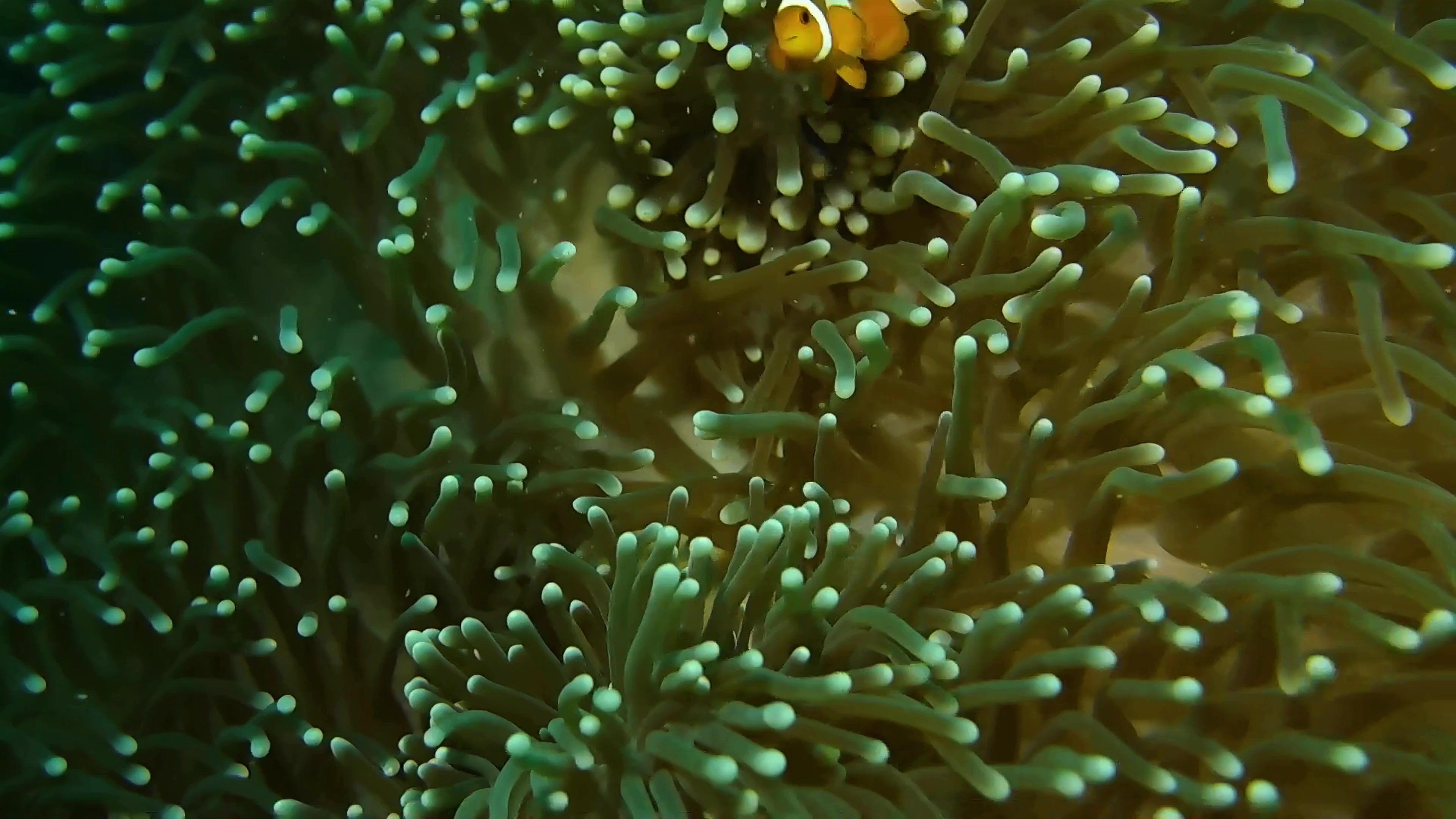 Apple Fish Live Wallpaper