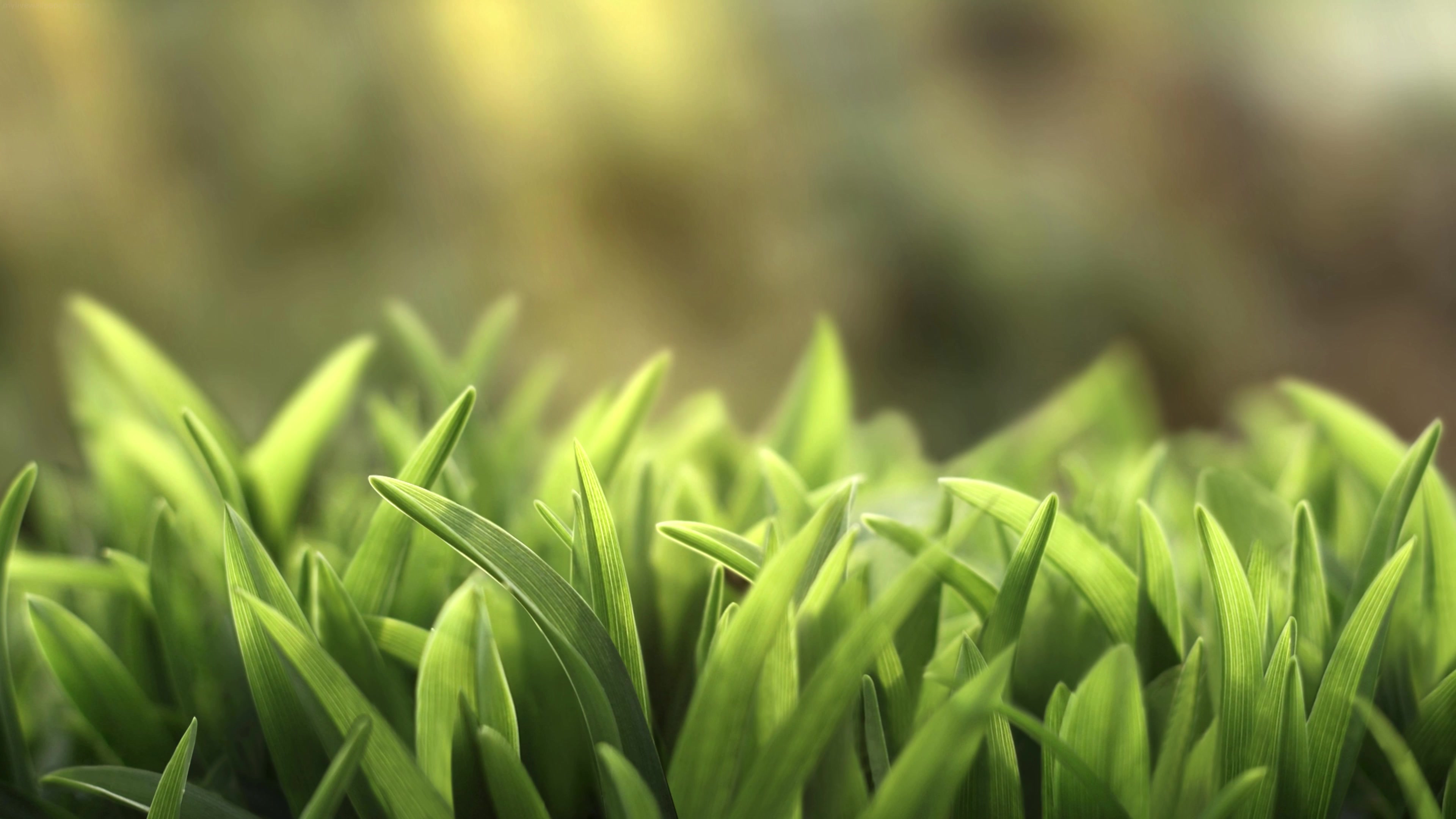 Grass 4K Live Wallpaper
