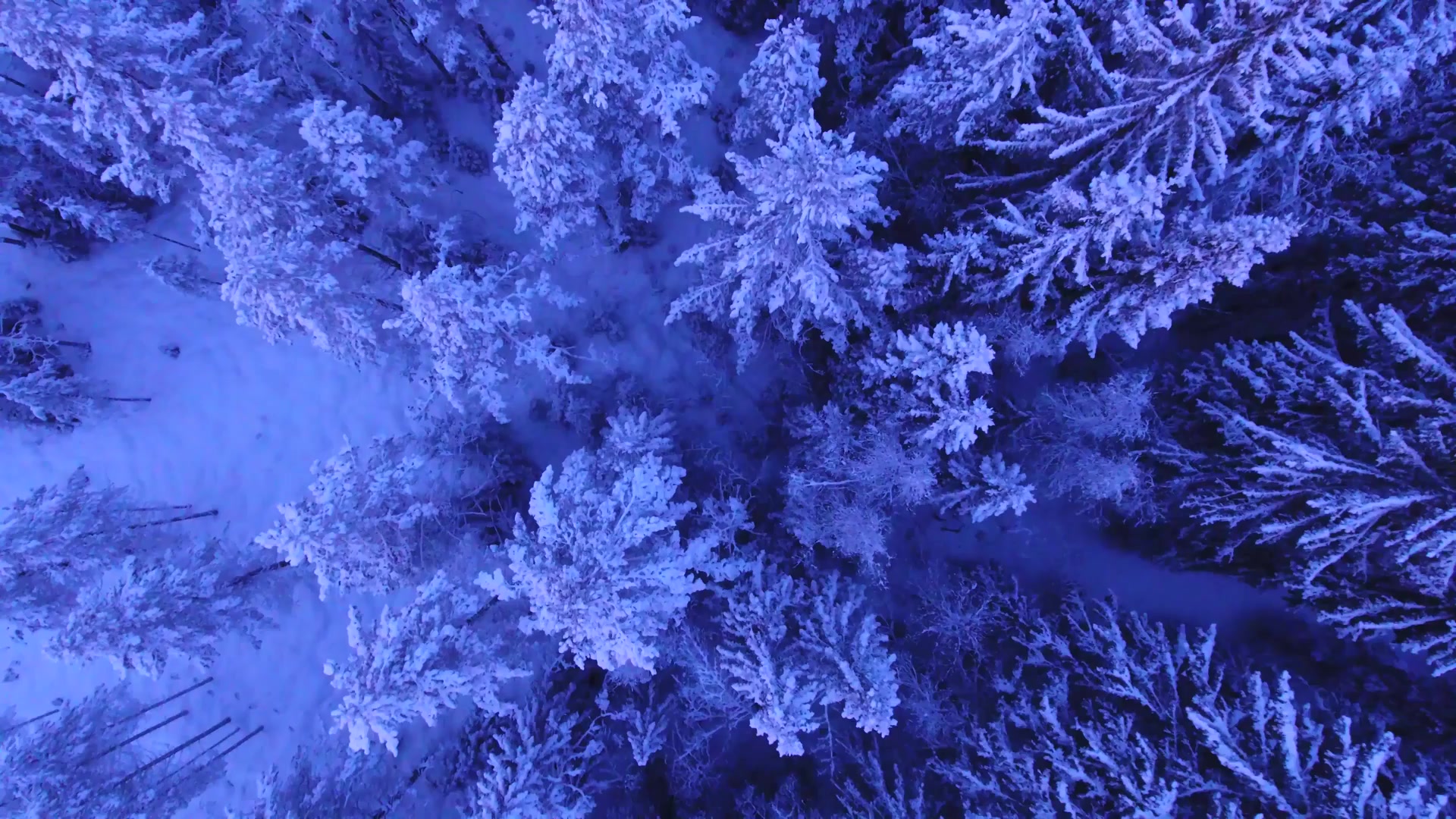 Snowy Trees Live Wallpaper