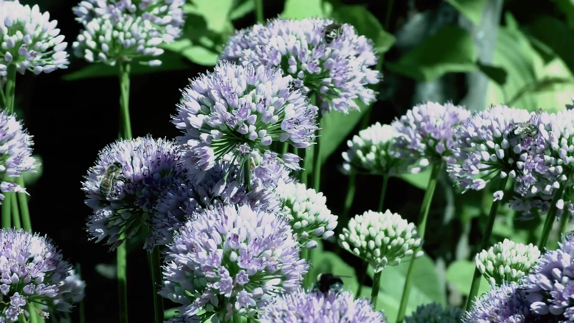Flowers Live Wallpaper