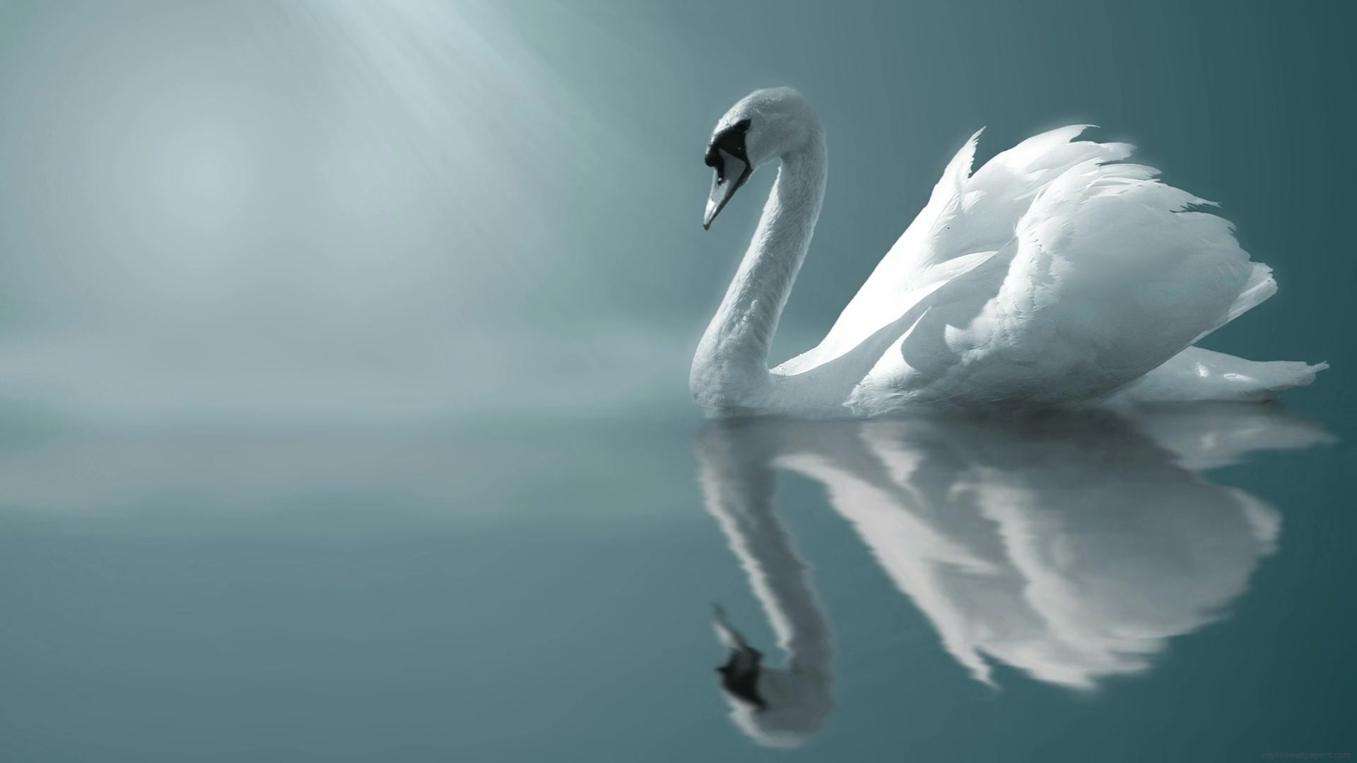 Swan Live Wallpaper