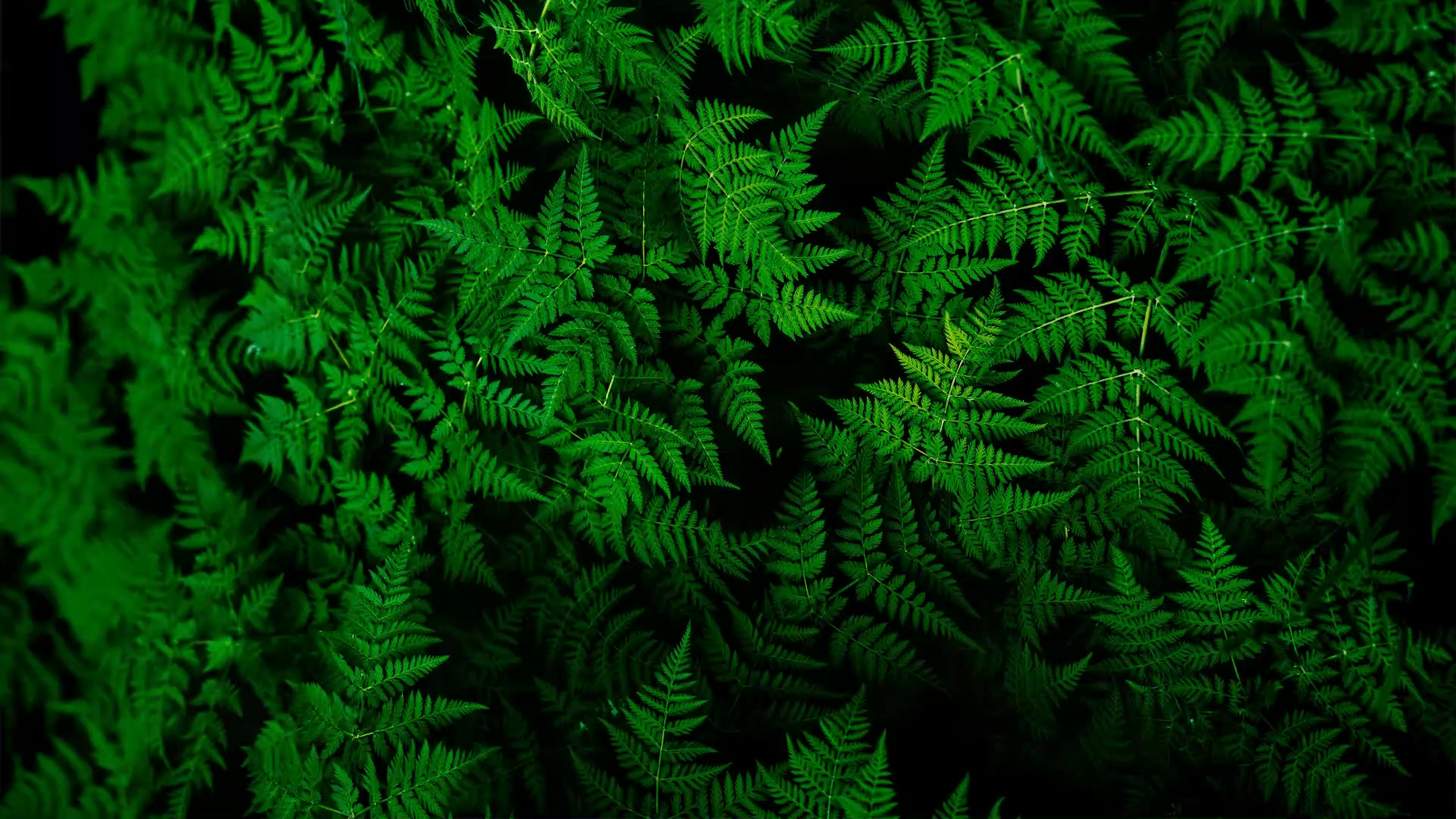 Green Fern Live Wallpaper