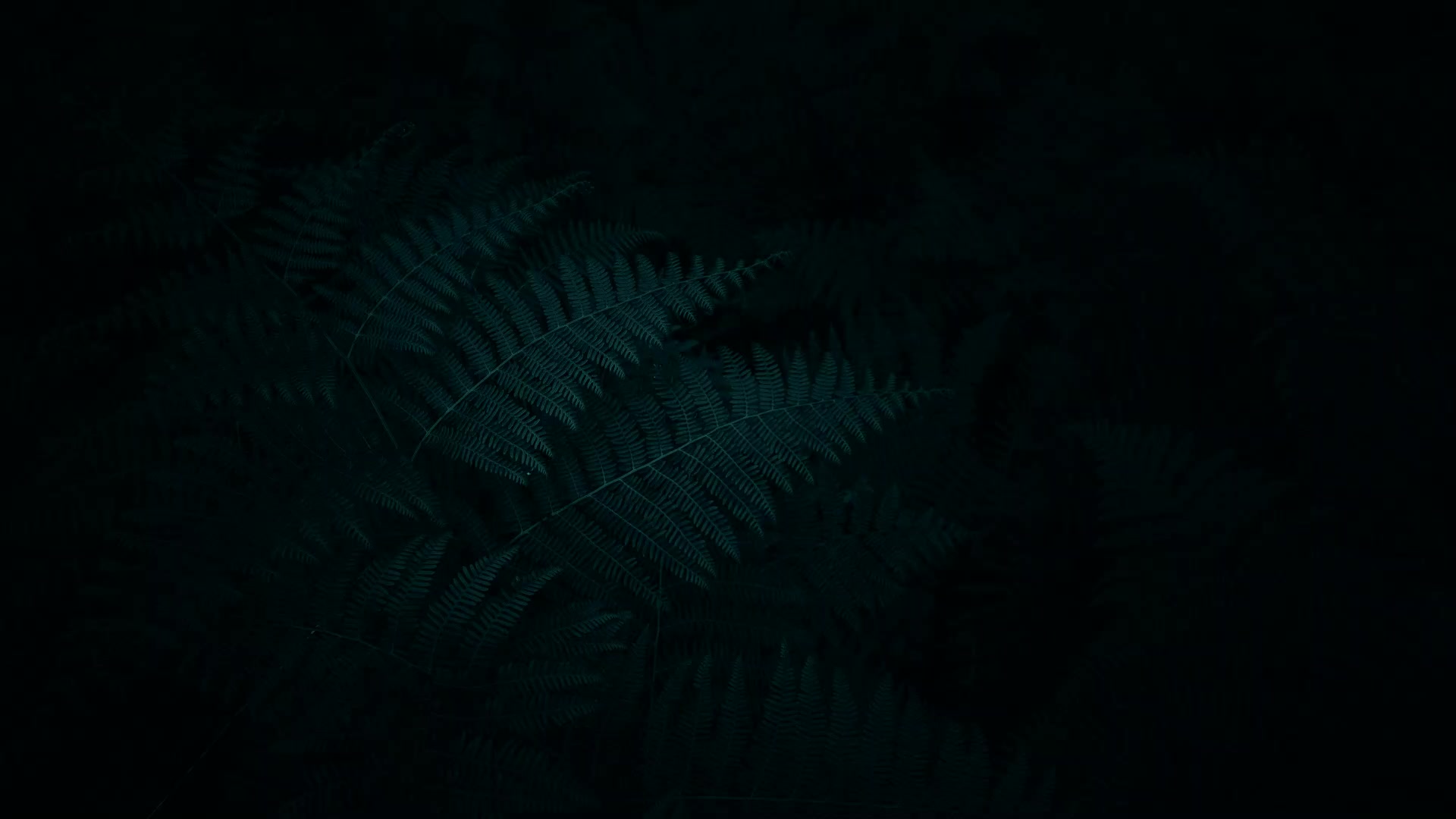 Ferns in the Dark Live Wallpaper