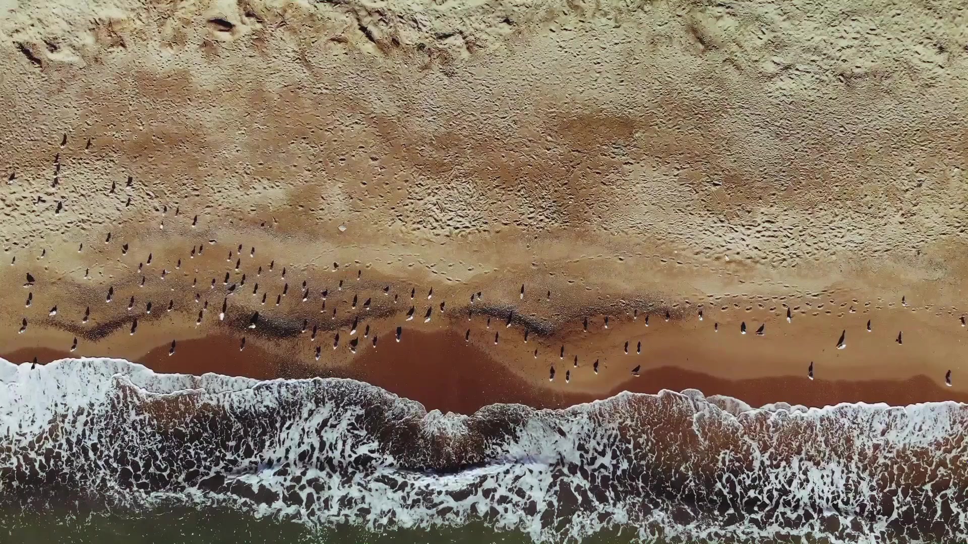 Birds on the Beach Live Wallpaper