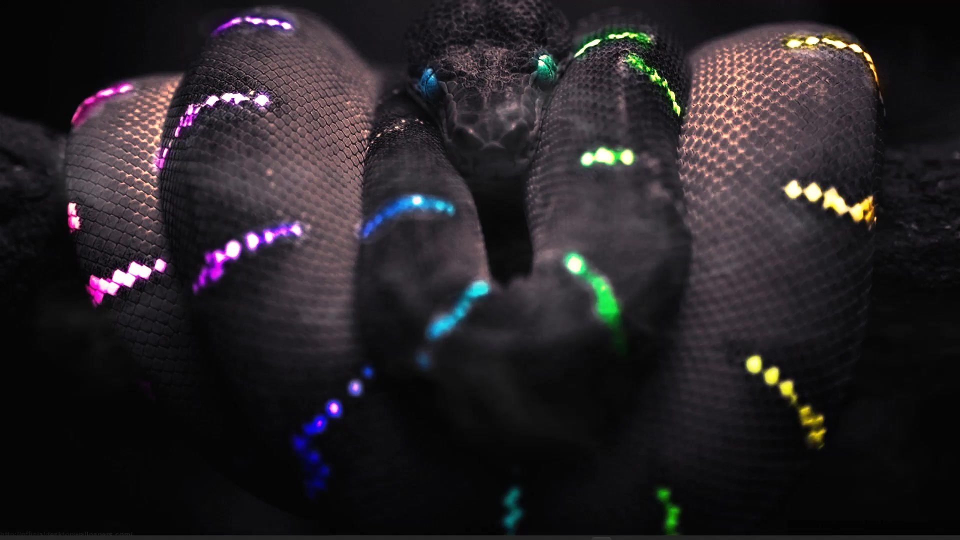 Black RGB Snake Live Wallpaper