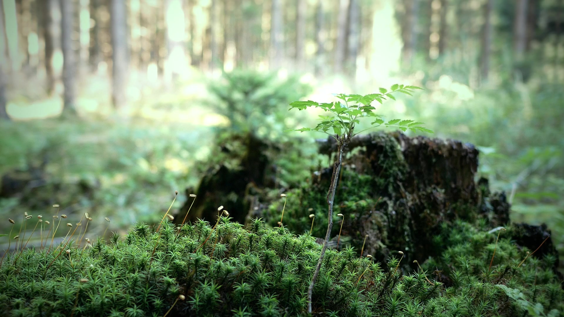 Baby tree Live Wallpaper