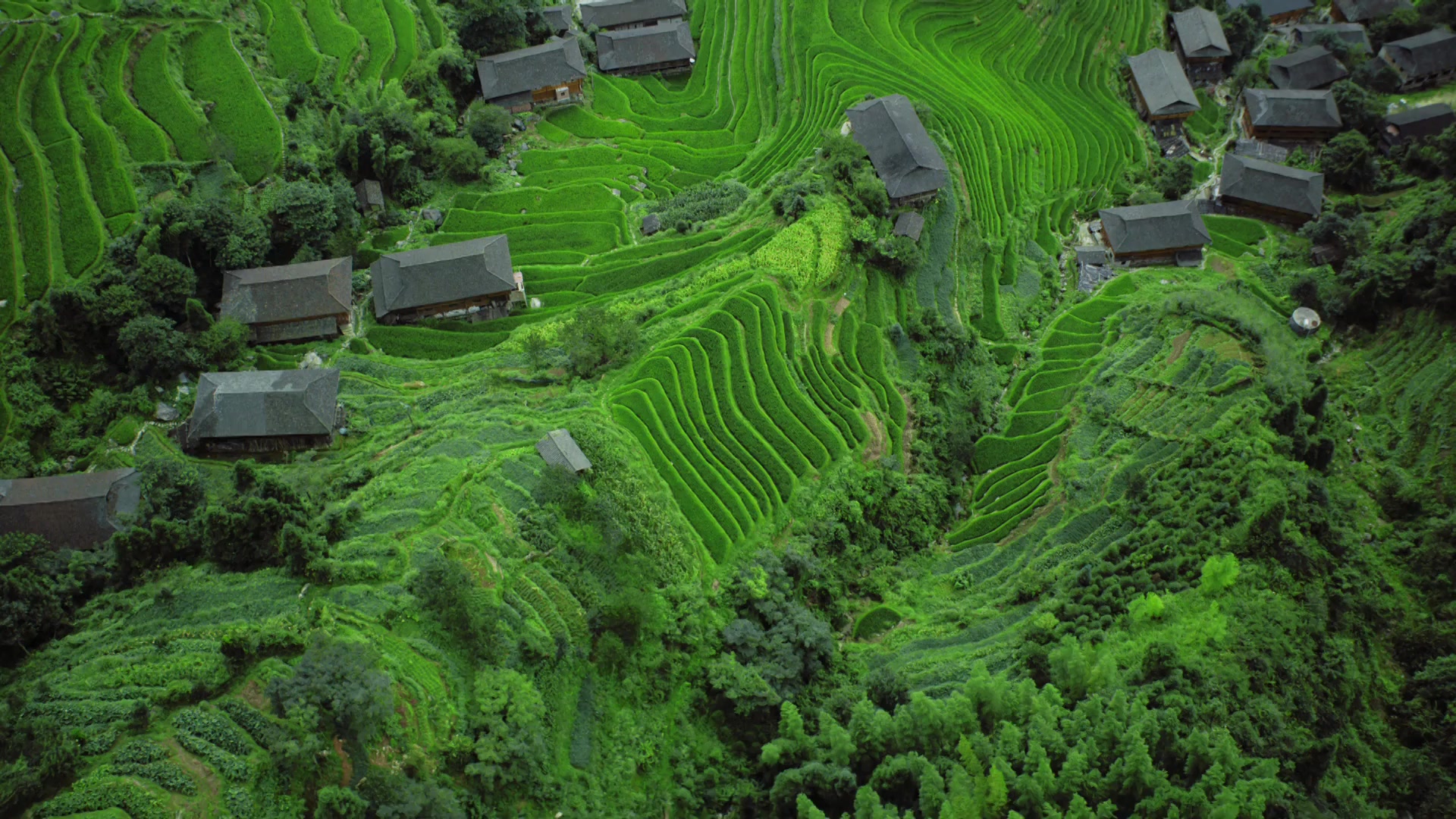 China Tea Fields Live Wallpaper