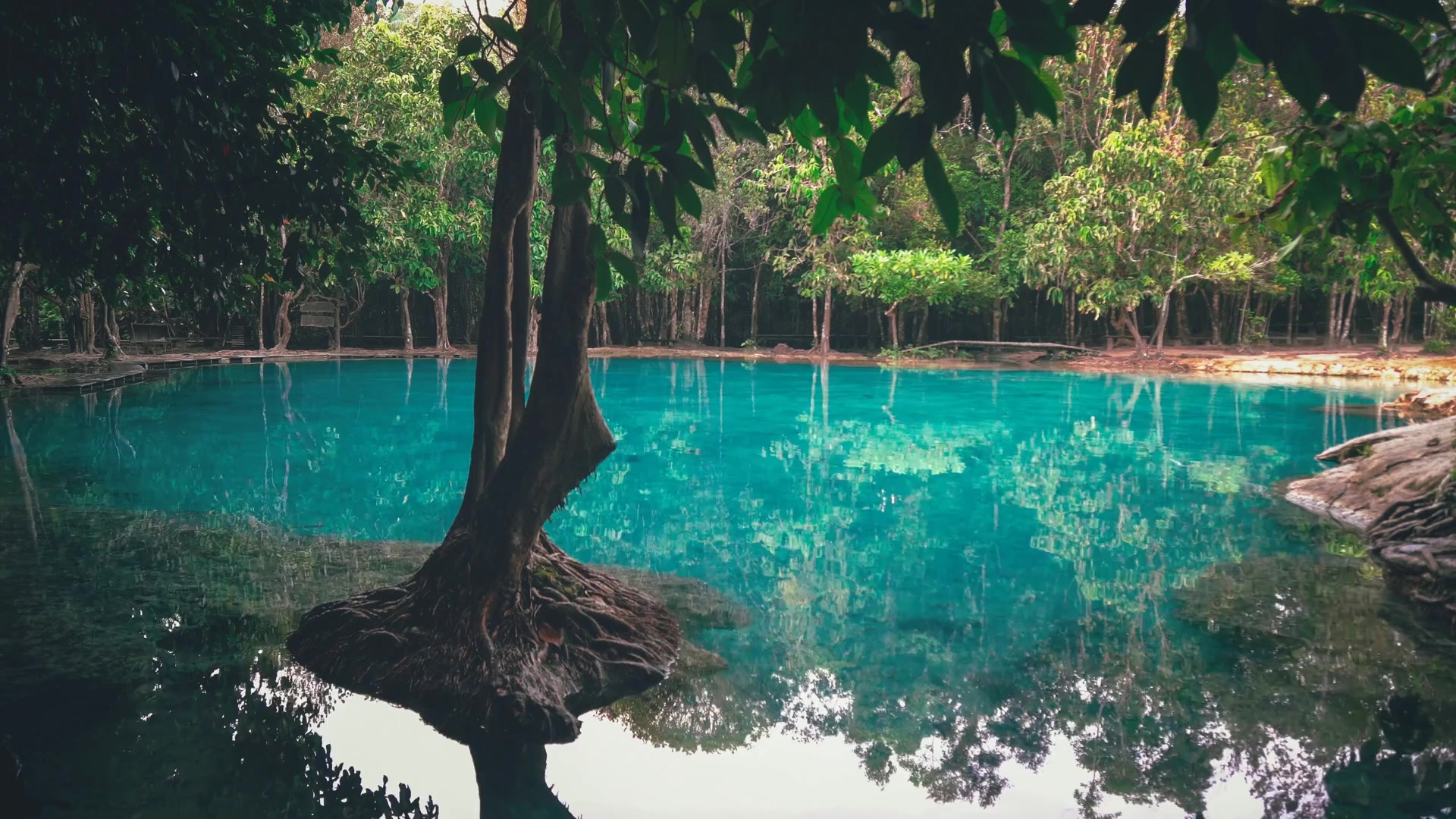 Emerald Pool Live Wallpaper