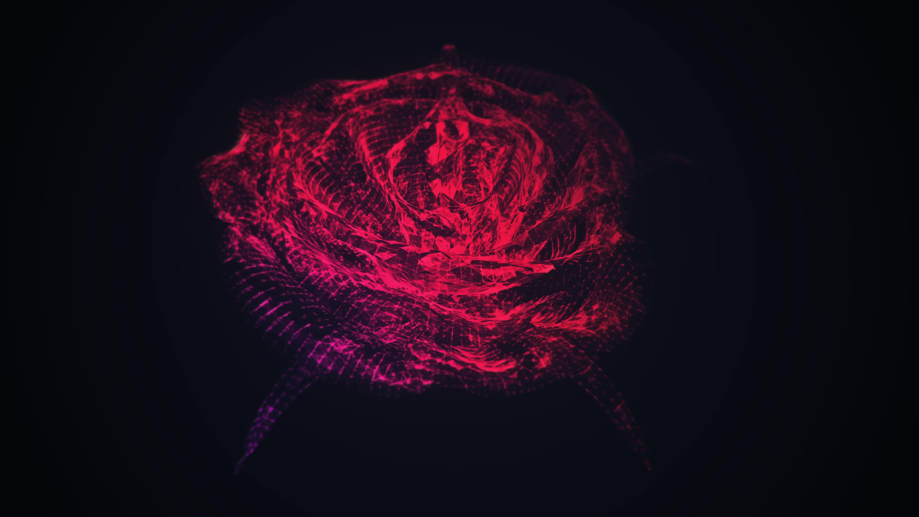 4k Rose Live Wallpaper