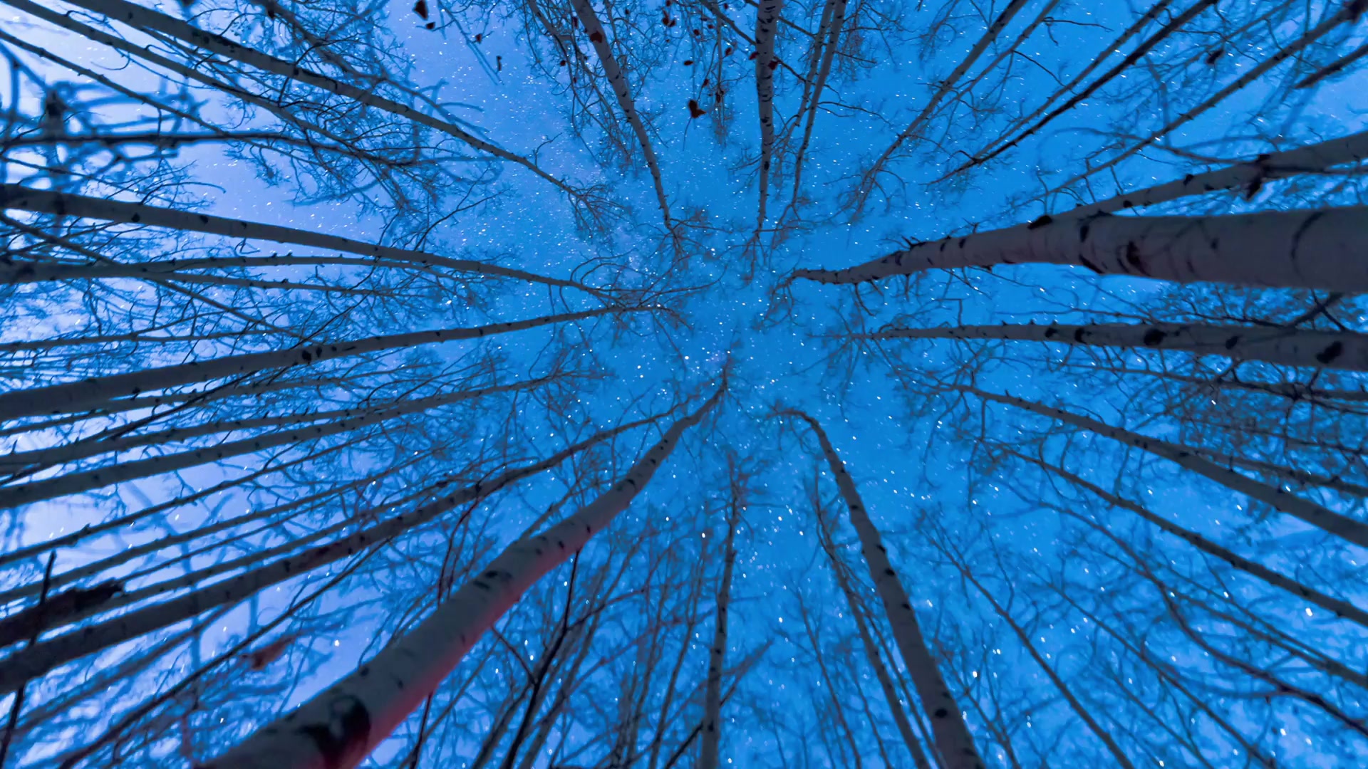 Looking up at starss Live Wallpaper