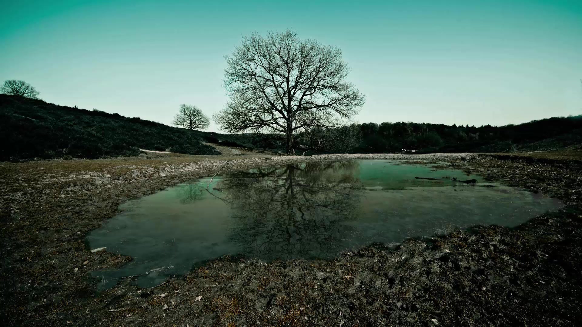Nature after rain Live Wallpaper