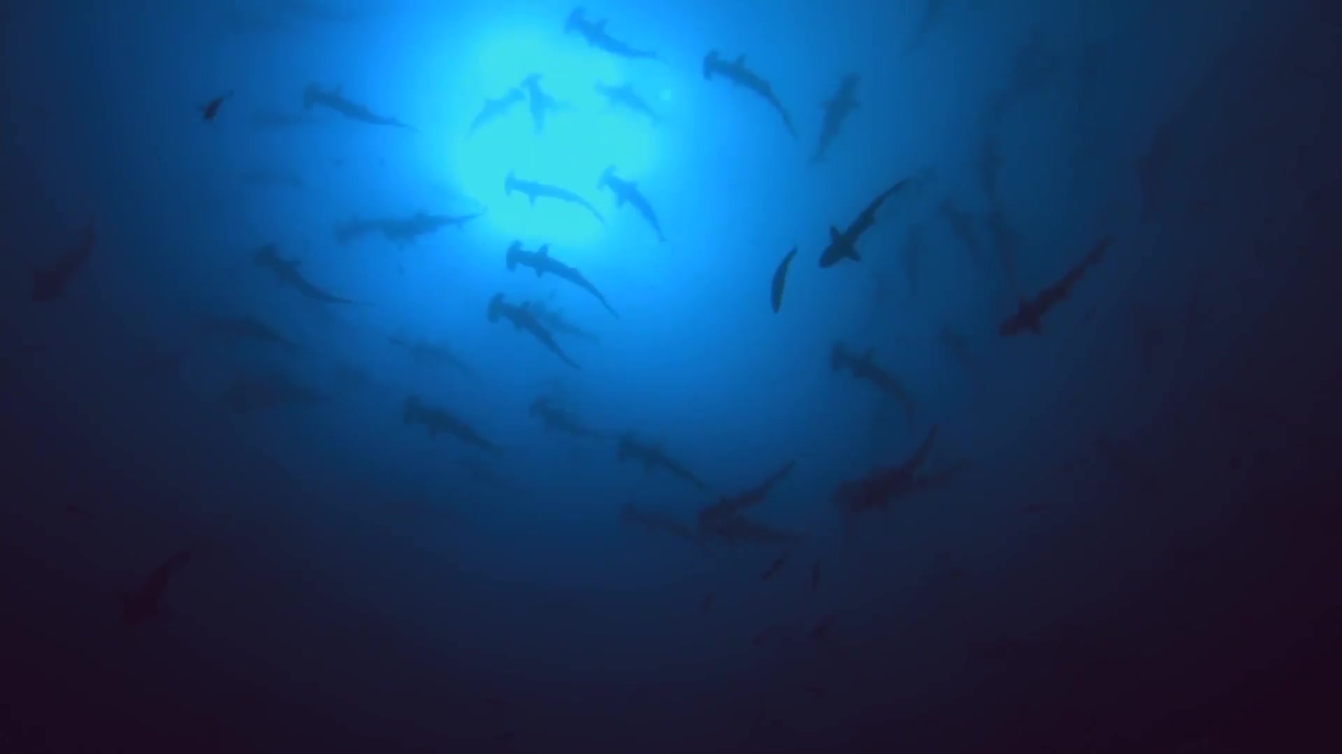 Hammerheads, Shark Dive Live Wallpaper