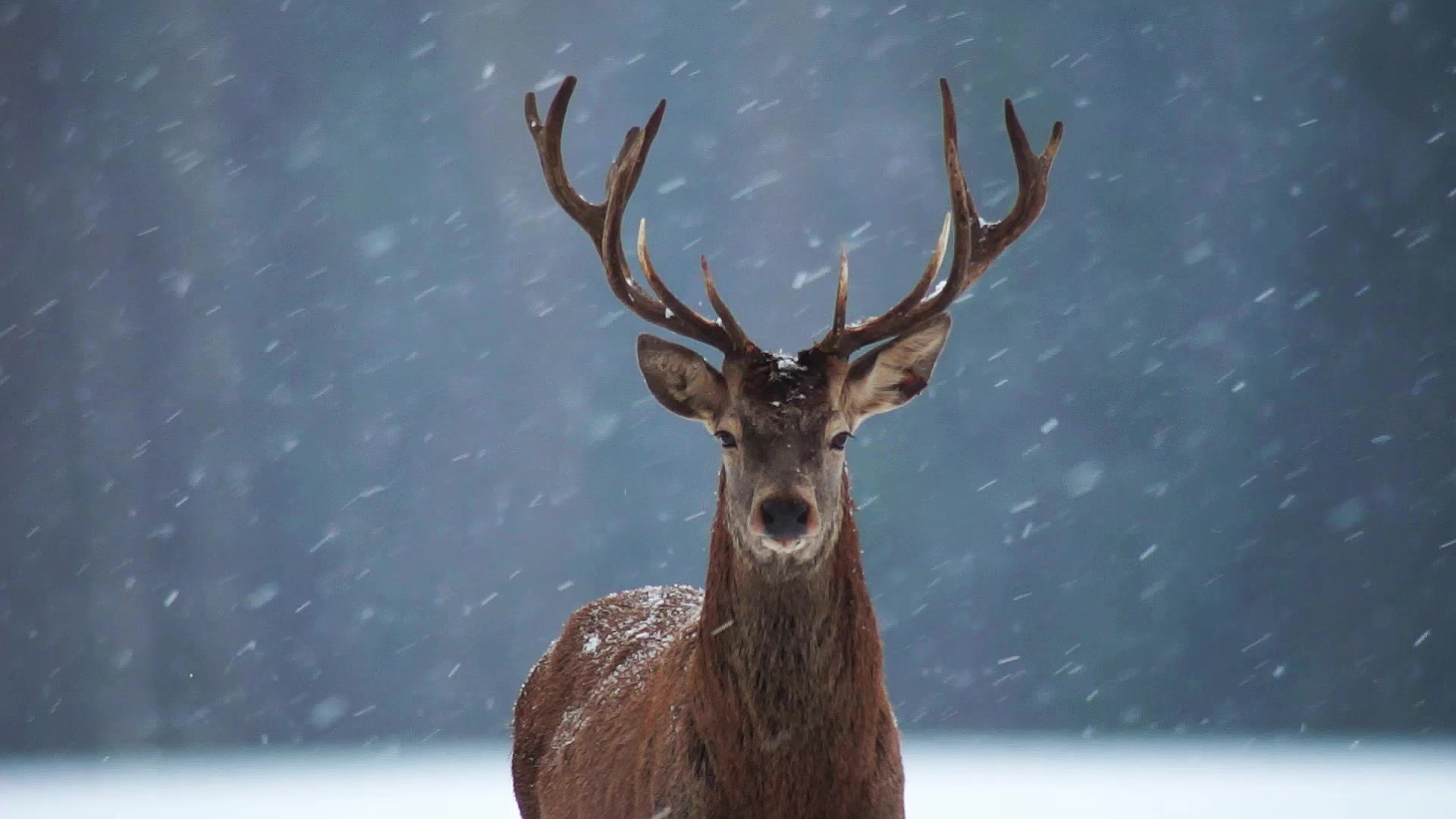 Snow Deer Live Wallpaper