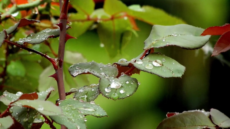 Plant In Rainy Day Live Wallpaper