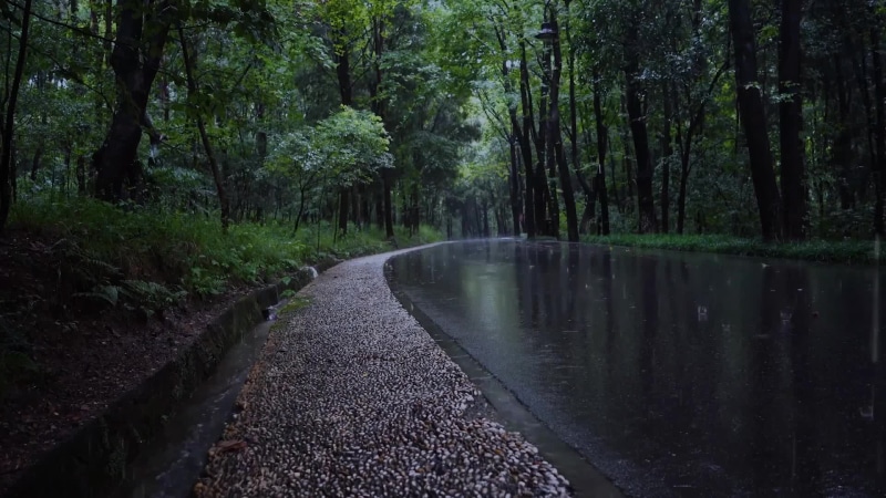Rainy Day On Forest Road Live Wallpaper