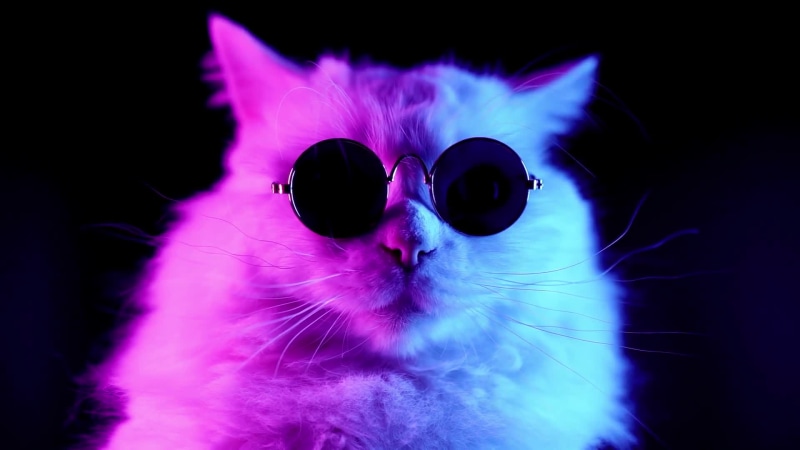 Cool Cat Live Wallpaper