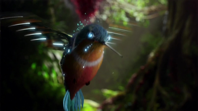 Bird Of Paradise Live Wallpaper
