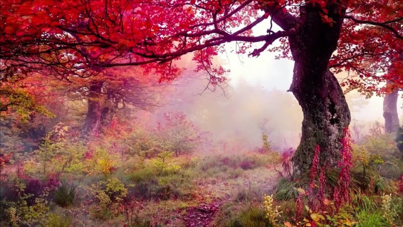 Trees With Red Leaves In Autumn Live Wallpaper