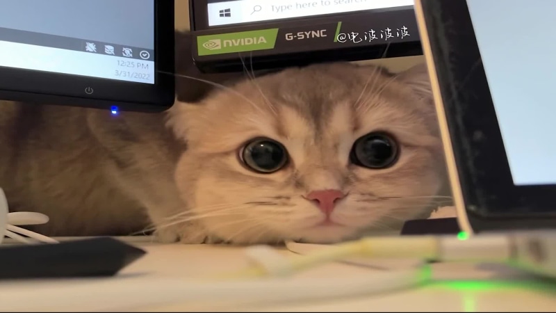 Cute Cat On The Working Desk Live Wallpaper
