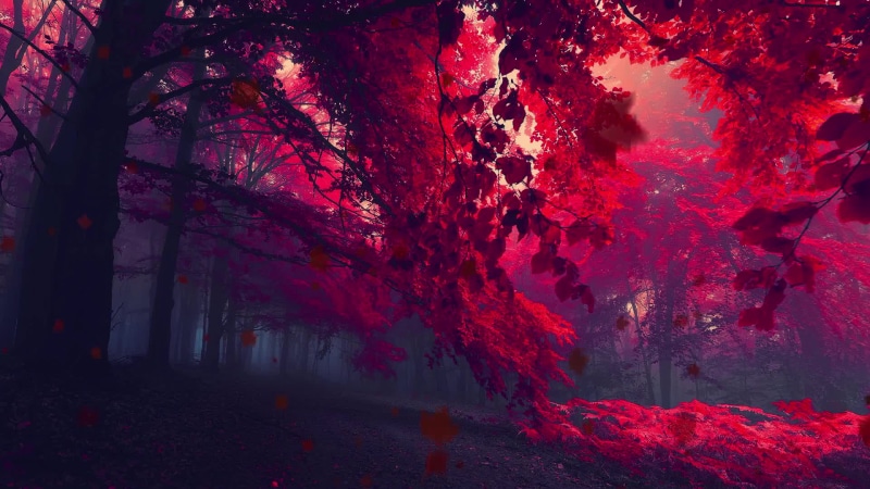 Maple Leaf Forest Live Wallpaper