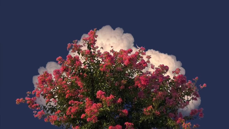 Rose Tree Live Wallpaper