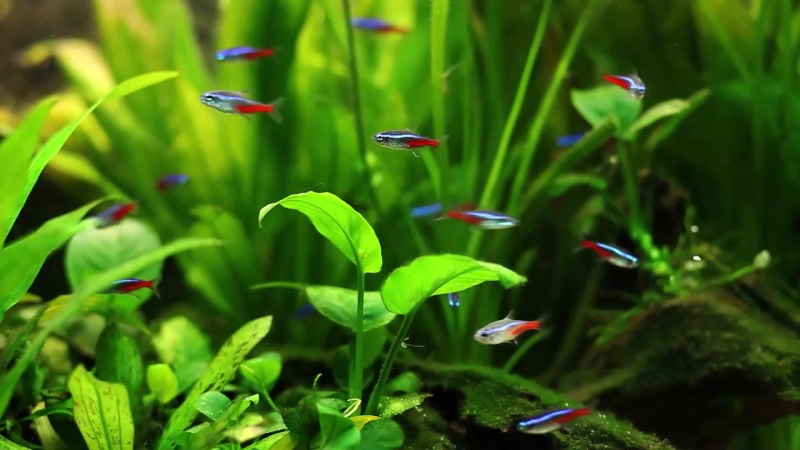 Neon Tetra Aquarium Live Wallpaper