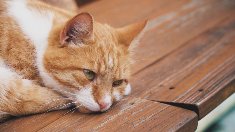 Tappy Yellow Cat Live Wallpaper
