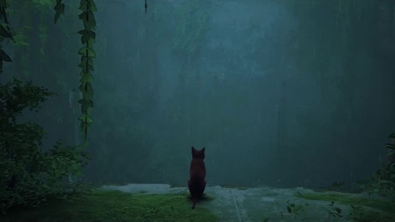 Lonely Stray Cat In The Rain Live Wallpaper