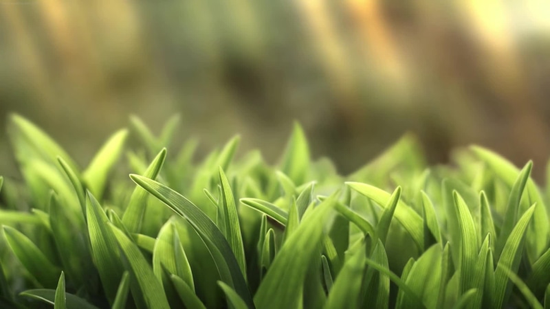 Green Grass Live Wallpaper