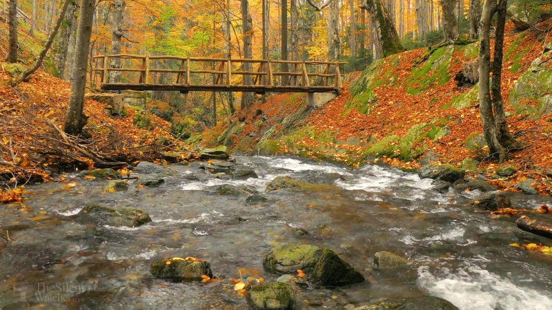 Autumn River Landscape Live Wallpaper