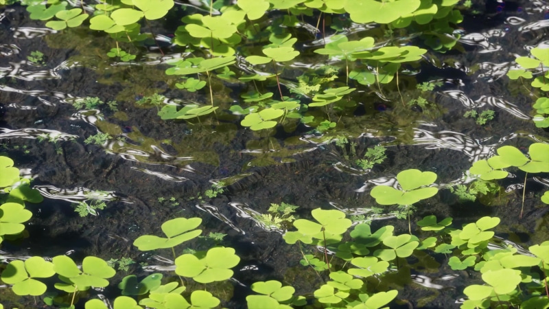 Small Clover Pond Live Wallpaper